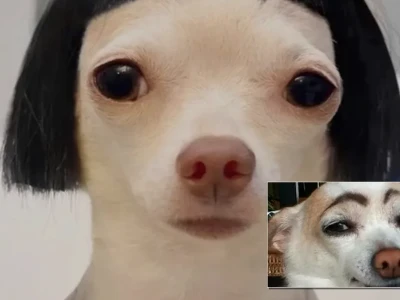 Tổng hợp meme ảnh chó hài khiến bạn cười nghiêng ngả