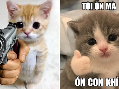 Tổng hợp meme con mèo bựa độc lạ cho dân chơi hệ hài