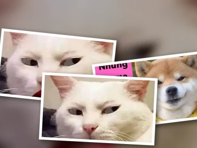 Top 100 Meme Khinh Bỉ Cực Gắt Xử Đẹp Mọi Drama Online