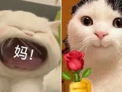 Top 101 ảnh meme mèo trung quốc cực lầy lội và hài hước