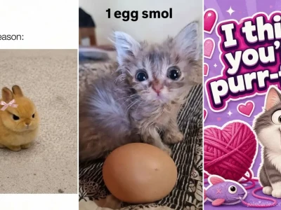 Top 25 Cute Memes Cực Lầy Lội Giúp Bạn Vui Vẻ Tức Thì