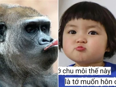 Top 29 meme chu môi cực bựa cho tín đồ thích cà khịa