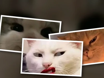 Top 99 meme mèo cười đểu siêu cấp bá đạo cho dân chuyên
