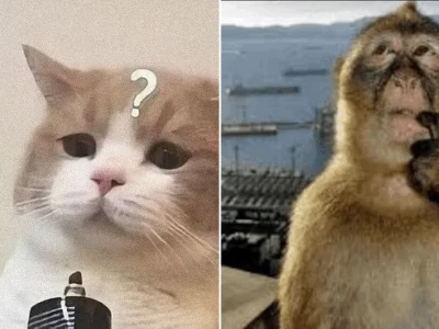 Top meme thắc mắc cực hài hước cho team hay bị lú