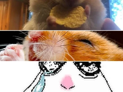 Trọn bộ meme chuột hamster hài hước cười xỉu