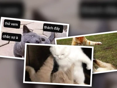 Tuyển tập 25 đánh nhau meme hài hước nhất hiện nay