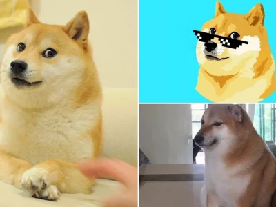 Tuyển tập meme chó Shiba hài hước cực lầy lội năm 2026