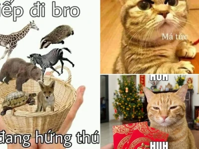 Tuyển tập meme hứng thú cực mặn cho dân chơi hệ bắt trend