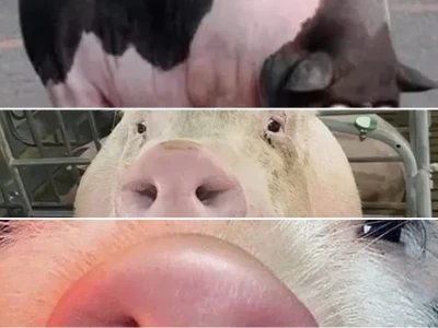 Tuyển tập meme lợn siêu bựa dành cho hội thích cà khịa