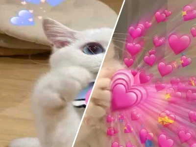 Tuyển tập meme mèo trái tim cực lầy lội cho dân chuyên thả thính