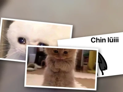 Tuyển tập meme xin lỗi độc lạ cứu cánh cho người lầy lội