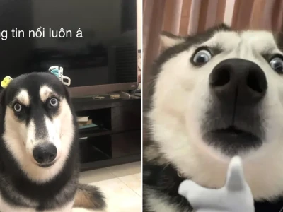 Tuyển tập ngáo meme cực hài khiến bạn cười rụng rời