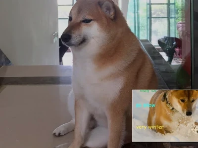 Tuyển tập shiba inu meme biểu cảm cực lầy lội bá đạo