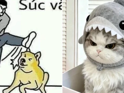 Tuyển tập súc vật meme cười muốn rụng rời cả xương